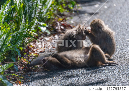 ヤクザル 毛づくろい 世界自然遺産屋久島(春 ヤクザル 毛づくろい 世界自然遺産屋久島(春 132795857