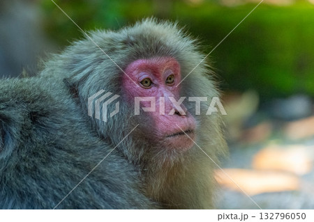 ヤクザル　くつろぐ　世界自然遺産屋久島(春 132796050