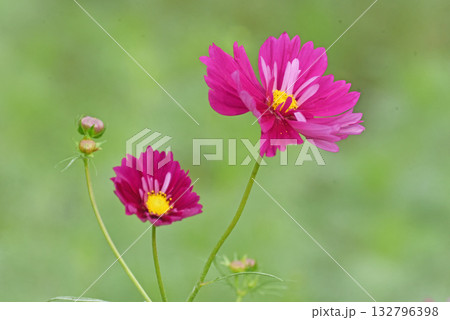 艶やかな花 132796398