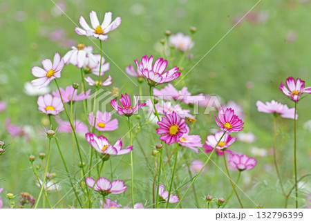 秋の花畑 秋の花畑 132796399
