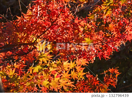 紅葉 132796439