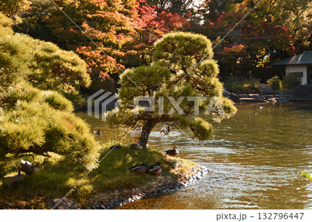 秋の庭園 秋の庭園 132796447