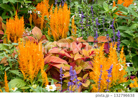 カラフルなケイトウの花 132796638