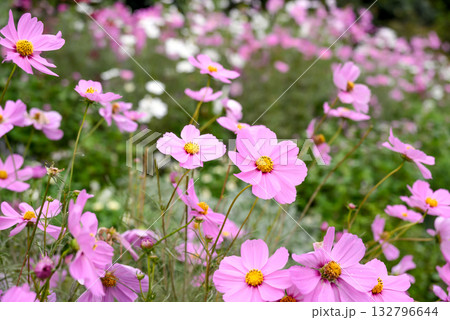 ピンク色のコスモスの群生 132796644