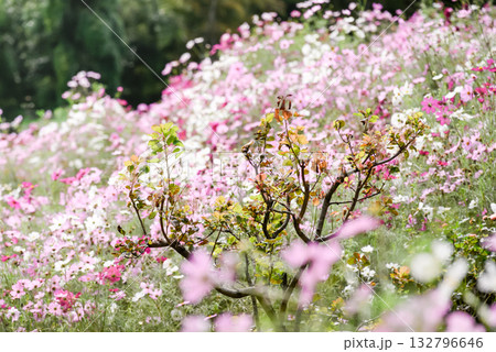 満開のコスモス 132796646