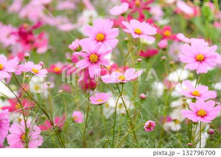 ピンク色のコスモスの花 132796700