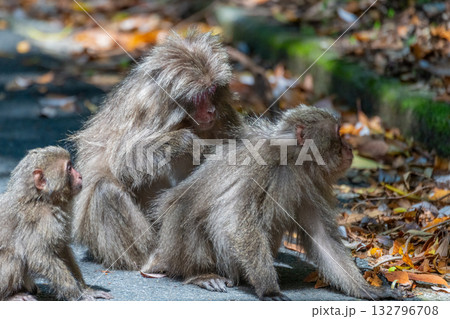 ヤクザル 毛づくろい 世界自然遺産屋久島(春 ヤクザル 毛づくろい 世界自然遺産屋久島(春 132796708