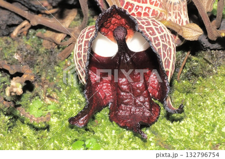 アリストロキア・サルバドレンシスの花 アリストロキア・サルバドレンシスの花 132796754
