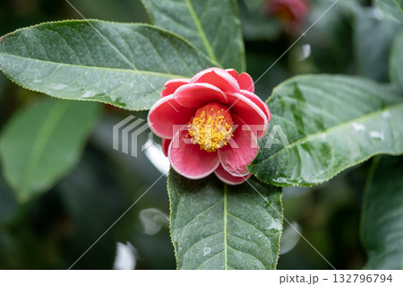 赤いハイドゥンツバキの花 132796794