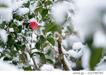 雪の中に咲く赤い椿 132796795