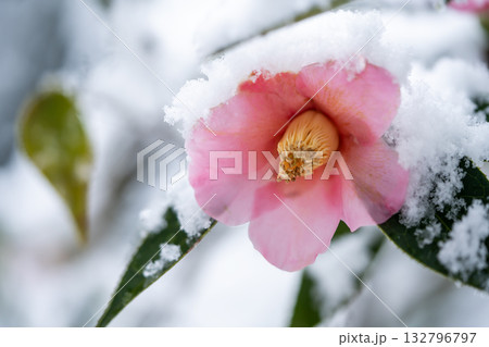 雪の中に咲く椿 雪の中に咲く椿 132796797