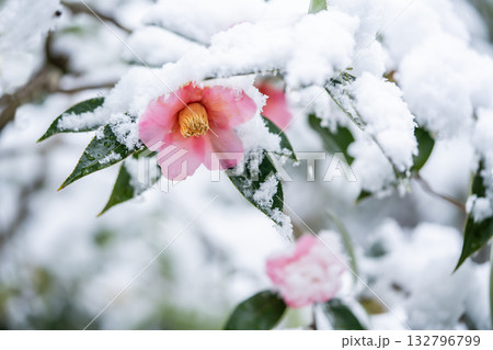 雪の中に咲く椿 132796799