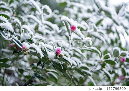 雪の中に咲くピンクの椿 132796800