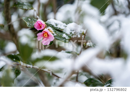 雪の中に咲く椿（有楽） 132796802