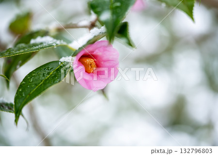 雪の中に咲くピンクの椿 132796803