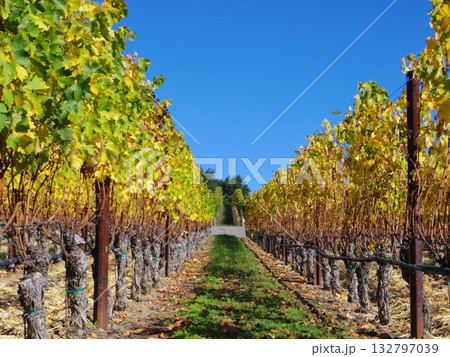 ナパのぶどう畑 ナパのぶどう畑 132797039