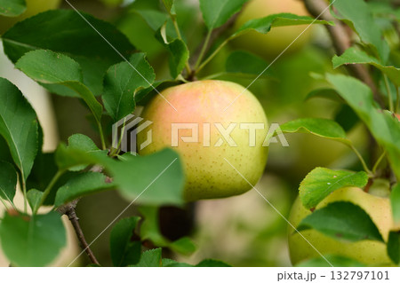 実ったリンゴ　ぐんま名月 132797101