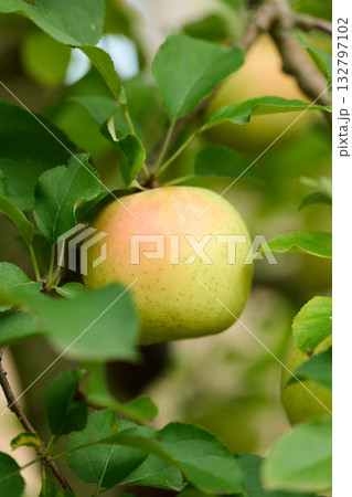 実ったリンゴ　ぐんま名月 132797102