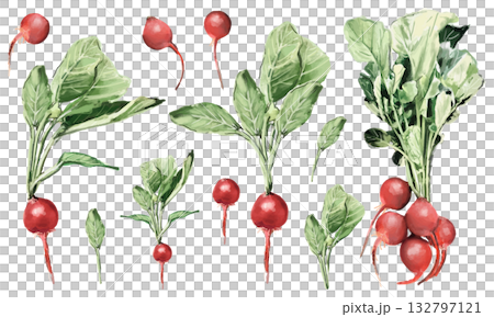 Hand-drawn watercolor radish material set 132797121