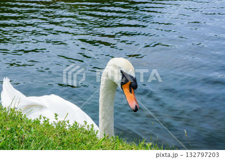 ニンフェンブルク城の庭園の池で優雅に泳いでいる白鳥 132797203