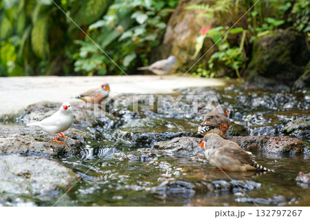 水浴びをするかわいらしい複数の鳥たち 132797267