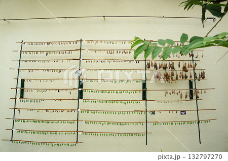 壁に設置された木製の柱になるたくさんの蛹 壁に設置された木製の柱になるたくさんの蛹 132797270