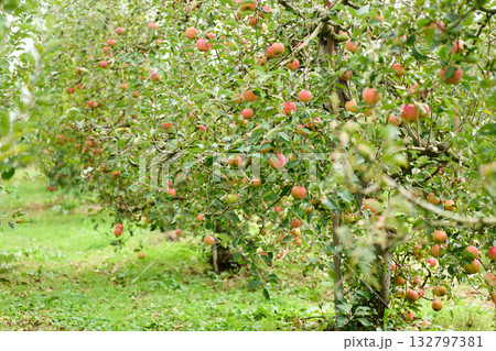 実ったりんご　サンふじ 132797381