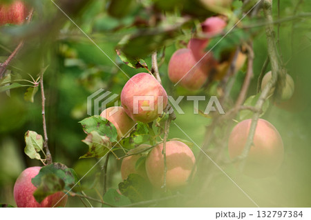 実ったりんご　サンふじ 132797384