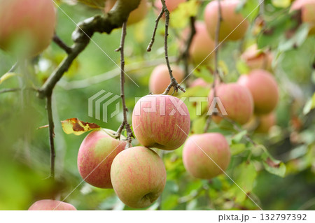 実ったりんご　サンふじ 132797392