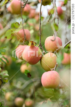 実ったりんご　サンふじ 132797393