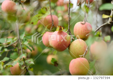 実ったりんご　サンふじ 132797394