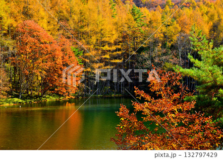 信州 奥蓼科 紅葉の神秘的な御射鹿池 信州 奥蓼科 紅葉の神秘的な御射鹿池 132797429