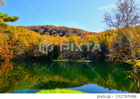 信州　奥蓼科 紅葉の神秘的な御射鹿池 132797486