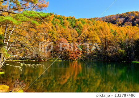信州　奥蓼科 紅葉の神秘的な御射鹿池 132797490