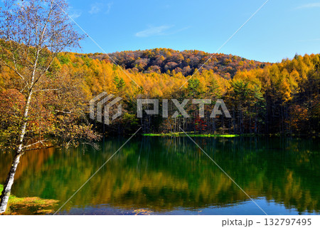 信州　奥蓼科 紅葉の神秘的な御射鹿池 132797495