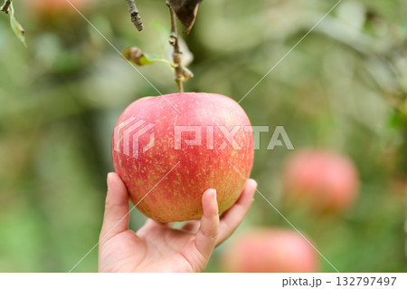 りんご狩り 陽光 りんご狩り 陽光 132797497