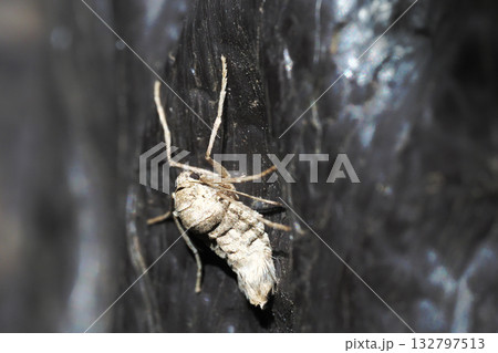 フユシャクの一種(メス・成虫) フユシャクの一種(メス・成虫) 132797513
