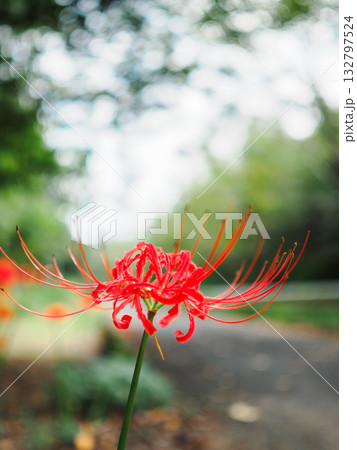 一輪の赤色の彼岸花　落ち着いたイメージ 132797524