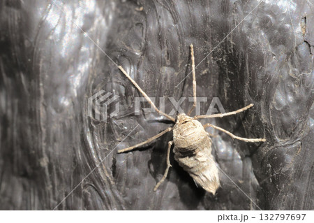 フユシャクの一種（メス・成虫） 132797697