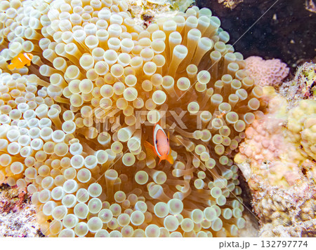 ハマクマノミの一家。美しいサンゴ礁と熱帯魚の群れ。 嘉比島沖縄県 島尻郡慶良間諸島座間味島-2025 132797774