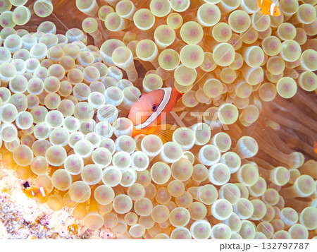 ハマクマノミの一家。美しいサンゴ礁と熱帯魚の群れ。 嘉比島沖縄県 島尻郡慶良間諸島座間味島-2025 ハマクマノミの一家。美しいサンゴ礁と熱帯魚の群れ。 嘉比島沖縄県 島尻郡慶良間諸島座間味島-2025 132797787