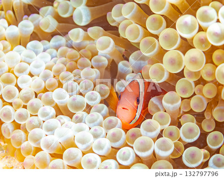 ハマクマノミの一家。美しいサンゴ礁と熱帯魚の群れ。 嘉比島沖縄県 島尻郡慶良間諸島座間味島-2025 132797796