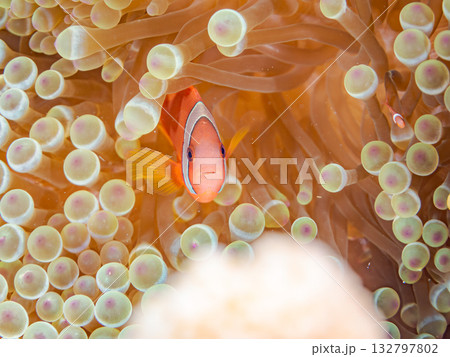 ハマクマノミの一家。美しいサンゴ礁と熱帯魚の群れ。 嘉比島沖縄県 島尻郡慶良間諸島座間味島-2025 ハマクマノミの一家。美しいサンゴ礁と熱帯魚の群れ。 嘉比島沖縄県 島尻郡慶良間諸島座間味島-2025 132797802