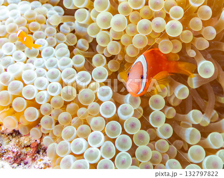 ハマクマノミの一家。美しいサンゴ礁と熱帯魚の群れ。 嘉比島沖縄県 島尻郡慶良間諸島座間味島-2025 ハマクマノミの一家。美しいサンゴ礁と熱帯魚の群れ。 嘉比島沖縄県 島尻郡慶良間諸島座間味島-2025 132797822