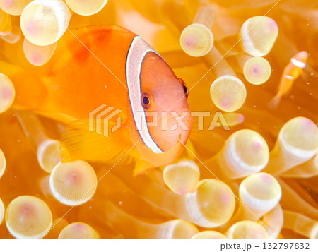 ハマクマノミの一家。美しいサンゴ礁と熱帯魚の群れ。 嘉比島沖縄県 島尻郡慶良間諸島座間味島-2025 ハマクマノミの一家。美しいサンゴ礁と熱帯魚の群れ。 嘉比島沖縄県 島尻郡慶良間諸島座間味島-2025 132797832