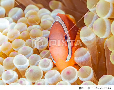 ハマクマノミの一家。美しいサンゴ礁と熱帯魚の群れ。 嘉比島沖縄県 島尻郡慶良間諸島座間味島-2025 132797833