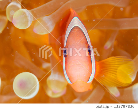 ハマクマノミの一家。美しいサンゴ礁と熱帯魚の群れ。 嘉比島沖縄県 島尻郡慶良間諸島座間味島-2025 132797836