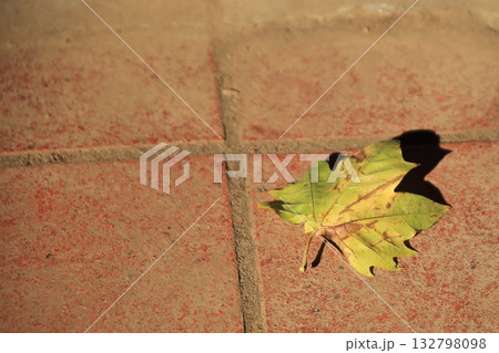 プラタナスの枯れ葉 132798098