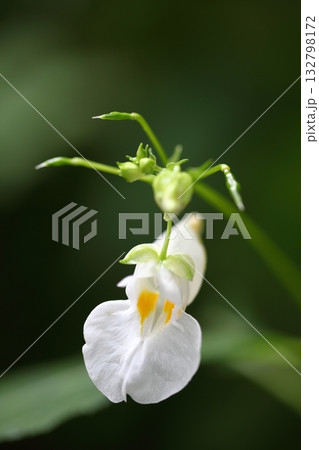 ツリフネソウの白い花 ツリフネソウの白い花 132798172