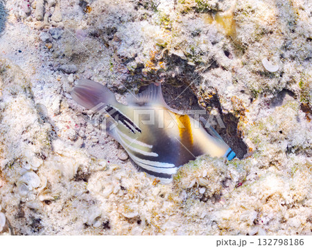 可愛いムラサメモンガラ。美しいサンゴ礁と熱帯魚の群れ。嘉比島沖縄県 島尻郡慶良間諸島座間味島2025 132798186